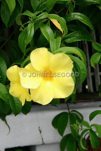 IMG_JE.FLO33.JPG - Flowers, Yellow climber, Bermuda