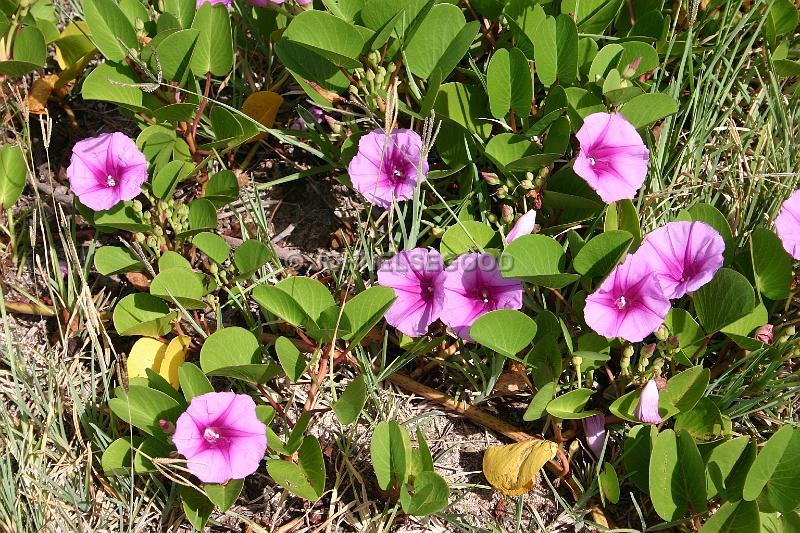 IMG_JE.FLO34.JPG - Flowers, Purple Creeper on dunes, Bermuda