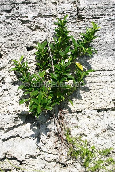 IMG_JE.FLO35.JPG - Tree rooting on Limestone wall, Bermuda