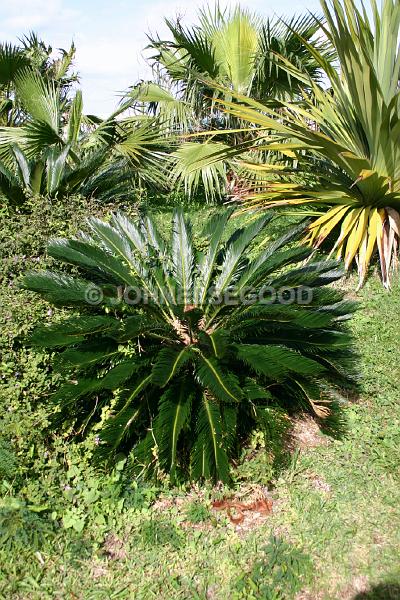 IMG_JE.FLO37.JPG - Trees, Palm Family, Bermuda