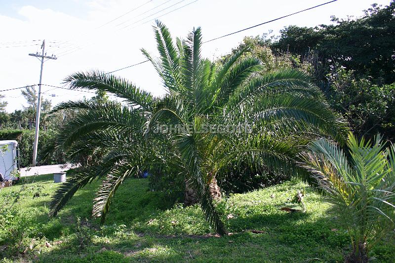 IMG_JE.FLO38.JPG - Trees, Palm Family, Bermuda
