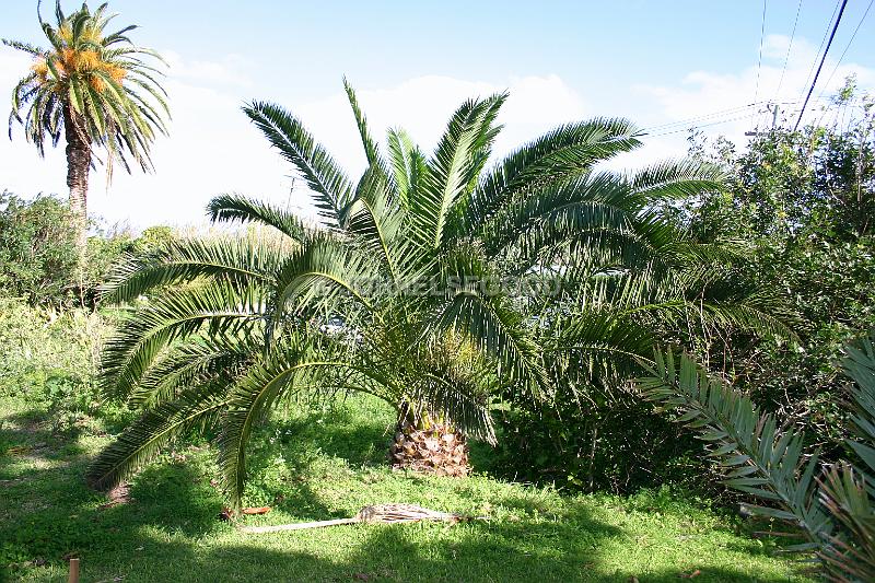 IMG_JE.FLO39.JPG - Trees, Palm family, Bermuda