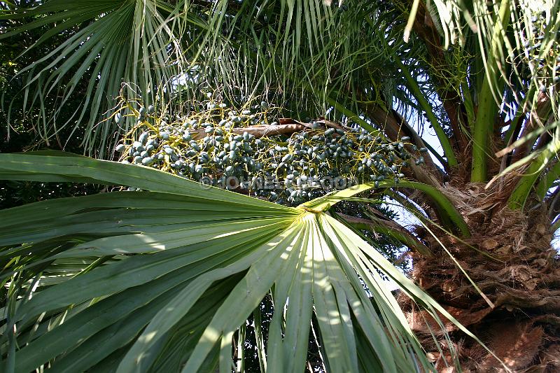IMG_JE.FLO40.JPG - Trees, Date Palm family, Bermuda