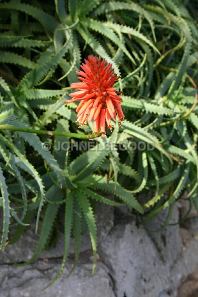 IMG_JE.FLO42.JPG - Flower, Flowering Cacti, Bermuda