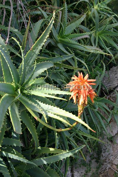 IMG_JE.FLO43.JPG - Flowers, Cacti, Flowering Aloe, Bermuda