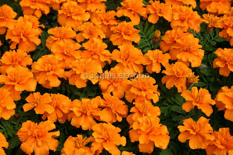 IMG_JE.FLO51.JPG - Flowers, Bright Orange Double Marigolds, Bermuda