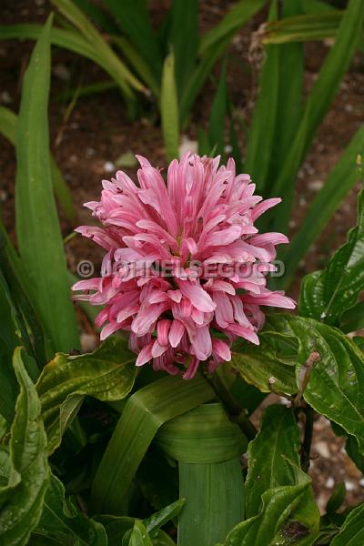 IMG_JE.FLO77.JPG - Flowers, Pink Flower, Bermuda