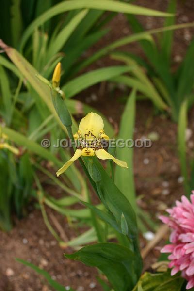 IMG_JE.FLO78.JPG - Flowers, Yellow Orchids, Bermuda