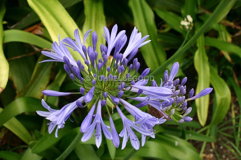 IMG_JE.FLO81.JPG - Flowers, Blue Agapanthus, Bermuda