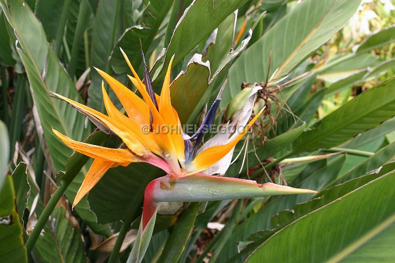 IMG_JE.FLO83.JPG - Flowers, Birds of Paradise, Bermuda