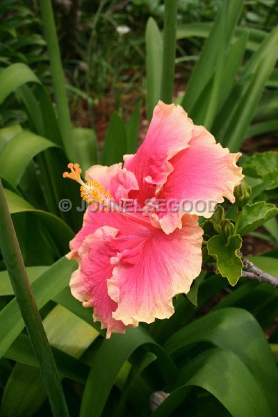 IMG_JE.FLO87.JPG - Flowers, Pink and Peach Hibiscus, Bermuda