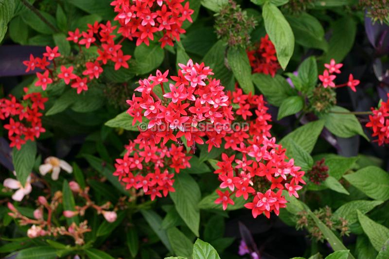 IMG_JE.FLO92.JPG - Flowers, Red star shaped flowers, Bermuda