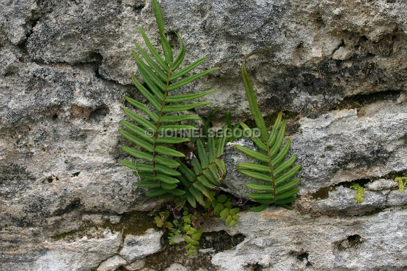 IMG_JE.FLO97.JPG - Plants, Fern growing in Wall, Bermuda