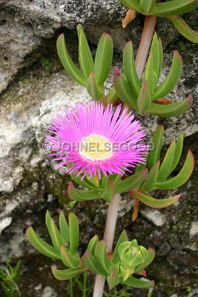 IMG_JE.FLO98.JPG - Flowers, Ice Plant in Flower, Bermuda