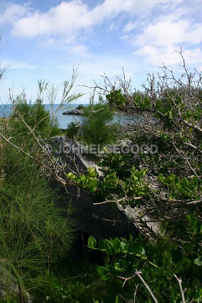 IMG_JE.MON06.jpg - Overgrown ruins, Ferry Reach Magazine, Ferry Reach Park, Bermuda