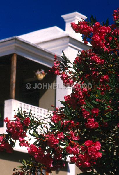 IMG_JE.HO62.jpg - Bermuda Oleanders and Architecture