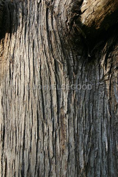 IMG_JE.TEX06.JPG - Cedar tree, texture, Bermuda