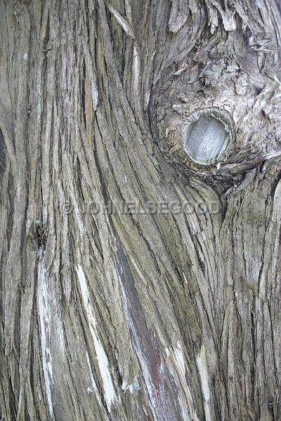 IMG_JE.TEX09.JPG - Old Cedar bark, tree in Somerset, Bermuda